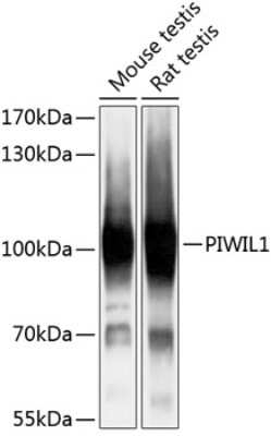 Western Blot: PIWIL1/HIWI AntibodyBSA Free [NBP3-05653]